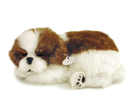 08Original - Shih Tzu on Sale